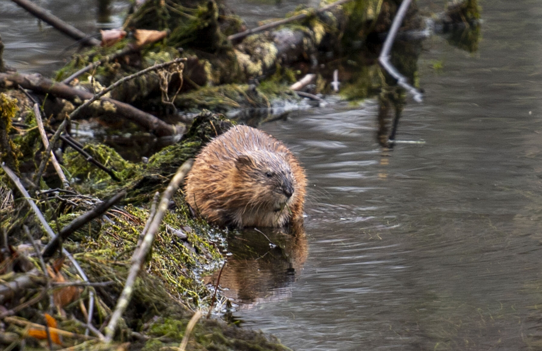 South Holston Wildlife